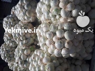 فروش بذر پیاز روز کوتاه 4043 در مشهد در گروه خرید و فروش بذر پیاز در یکمیوه -عکس2
