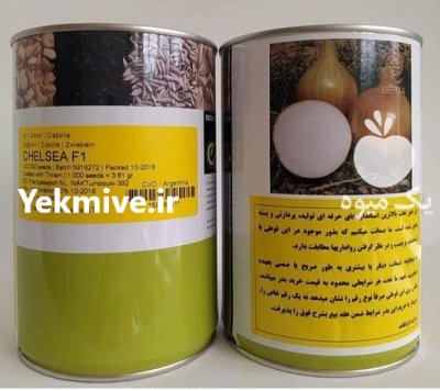 فروش بذر پیاز زودرس چلسی بذر در مشهد در گروه خرید و فروش بذر پیاز در یکمیوه -عکس1