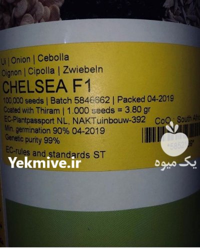 فروش بذر پیاز زودرس چلسی بذر در مشهد در گروه خرید و فروش بذر پیاز در یکمیوه -عکس2