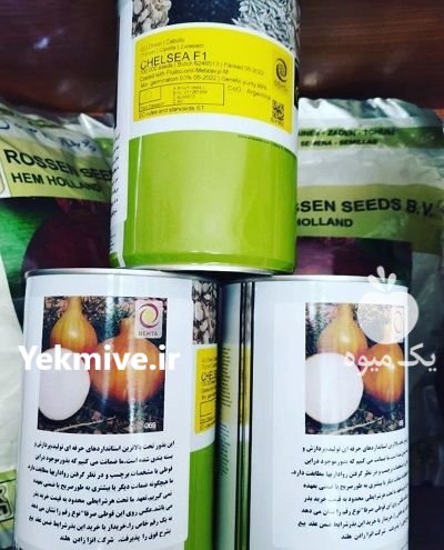 فروش بذر پیاز زودرس چلسی بذر در مشهد در گروه خرید و فروش بذر پیاز در یکمیوه -عکس3
