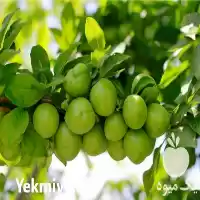 قیمت خرید نهال گوجه سبز در میاندوآب در آذربایجان غربی در گروه خرید و فروش نهال در یکمیوه