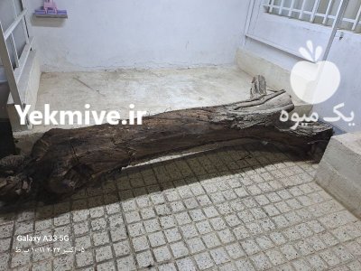 فروش تنه درخت گردو در گروه خرید و فروش چوب درخت در یکمیوه -عکس1