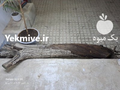 فروش تنه درخت گردو در گروه خرید و فروش چوب درخت در یکمیوه -عکس2