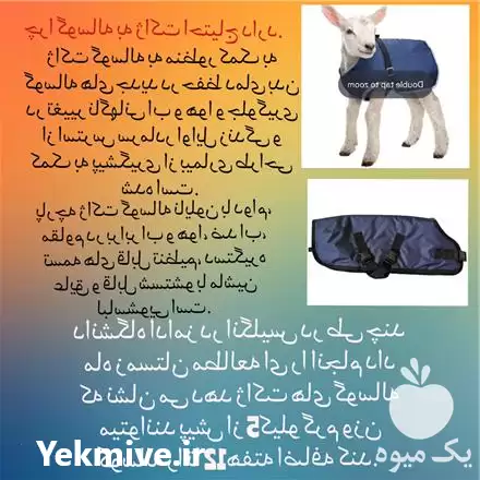 فروش تولید کاور گوساله در مبارکه در گروه گاو و گوسفند و میش و بز کهره گوساله در یکمیوه -عکس1