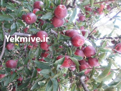 سیب درجه یک زرد و قرمز در شیراز در گروه خرید و فروش سیب در یکمیوه -عکس2