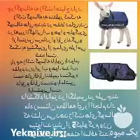 فروش تولید کاور گوساله در مبارکه در گروه گاو و گوسفند و میش و بز کهره گوساله در یکمیوه