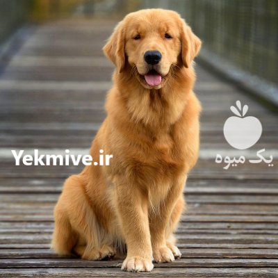 گلدن رتریور سگ پرستار در گروه سگ و گربه در یکمیوه -عکس2