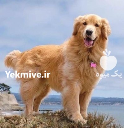 گلدن رتریور سگ پرستار در گروه سگ و گربه در یکمیوه -عکس1