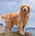 گلدن رتریور سگ پرستار در گروه سگ و گربه در یکمیوه