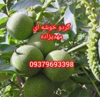 تغییر کاشت زمان نهال از بهار در شبستر در گروه خرید و فروش نهال در یکمیوه