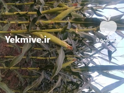 فروش ذرت علوفه ای در خوی در گروه خرید و فروش ذرت در یکمیوه -عکس2