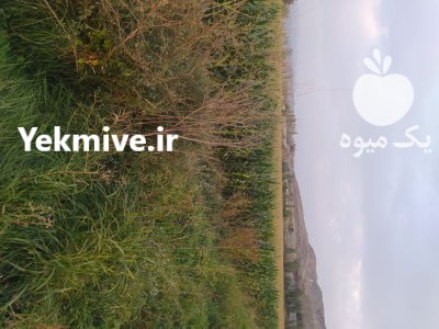 فروش ذرت علوفه ای در خوی در گروه خرید و فروش ذرت در یکمیوه -عکس3