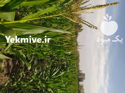 فروش ذرت علوفه ای در خوی در گروه خرید و فروش ذرت در یکمیوه -عکس4