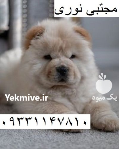 فروش سگ چاوچاو اصیل ژاپنی توله در تهران در گروه سگ و گربه در یکمیوه -عکس1