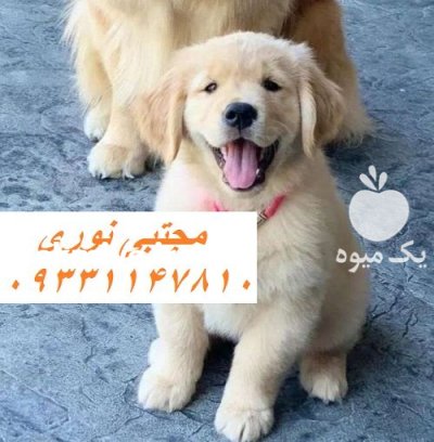 فروش سگ اصیل با بهترین کیفیت در کرج در گروه سگ و گربه در یکمیوه -عکس1