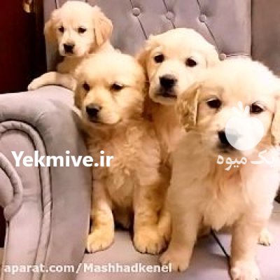 فروش سگ اصیل با بهترین کیفیت در کرج در گروه سگ و گربه در یکمیوه -عکس2