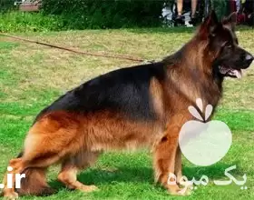 قیمت خرید ویژه توله ژرمن شپرد در کرج در گروه سگ و گربه در یکمیوه -عکس1