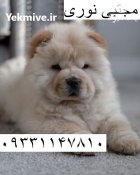 فروش سگ چاوچاو اصیل ژاپنی توله در تهران در گروه سگ و گربه در یکمیوه