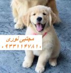 فروش سگ اصیل با بهترین کیفیت در کرج در گروه سگ و گربه در یکمیوه