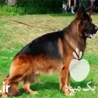 قیمت خرید ویژه توله ژرمن شپرد در کرج در گروه سگ و گربه در یکمیوه