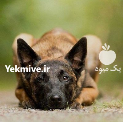 فروش سگ مالینویز اصیل باکیفیت سگ در تهران در گروه سگ و گربه در یکمیوه -عکس1