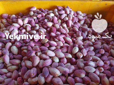 پسته ارگانیک دامغان در گروه خرید و فروش پسته در یکمیوه -عکس1