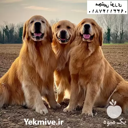 قیمت خرید سگ خانگی و زیبا در تهران در گروه سگ و گربه در یکمیوه -عکس1