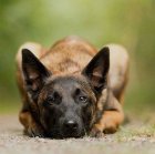 فروش سگ مالینویز اصیل باکیفیت سگ در تهران در گروه سگ و گربه در یکمیوه