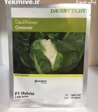 فروش بذر گل کلم کرونر سینجنتا در همدان در گروه خرید و فروش انواع بذر در یکمیوه