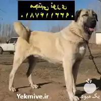 فروش بهترین نژاد سگ گارد در مهر در گروه سگ و گربه در یکمیوه