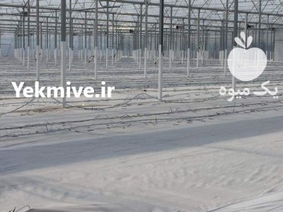 قیمت خرید سازه گلخانه در کرج در البرز در گروه خرید و فروش سوله و سازه گلخانه در یکمیوه -عکس8