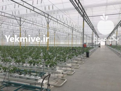 گلخانه اسپانیایی لوله گالوانیزه سازه در تبریز در گروه خرید و فروش سوله و سازه گلخانه در یکمیوه -عکس2