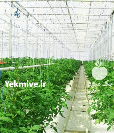 گلخانه گلخانه سازی فروش مصالح لوله در گروه خرید و فروش سوله و سازه گلخانه در یکمیوه -عکس4