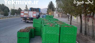 زرشک تازه در تهران در گروه خرید و فروش زرشک در یکمیوه -عکس1