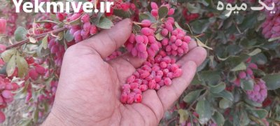 زرشک تازه در تهران در گروه خرید و فروش زرشک در یکمیوه -عکس2