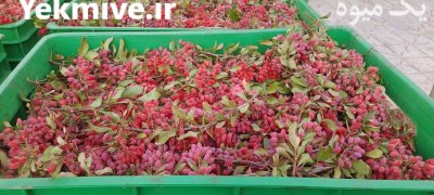 زرشک تازه در تهران در گروه خرید و فروش زرشک در یکمیوه -عکس4