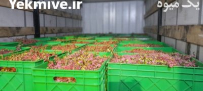 زرشک تازه در تهران در گروه خرید و فروش زرشک در یکمیوه -عکس3