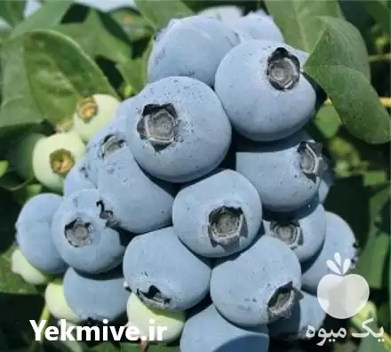 فروش نهال بلوبری جواهر در ساری در گروه خرید و فروش نهال بلوبری در یکمیوه -عکس1