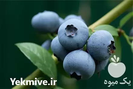 قیمت خرید نهال بلوبری سان شاین در ساری در گروه خرید و فروش نهال بلوبری در یکمیوه -عکس1