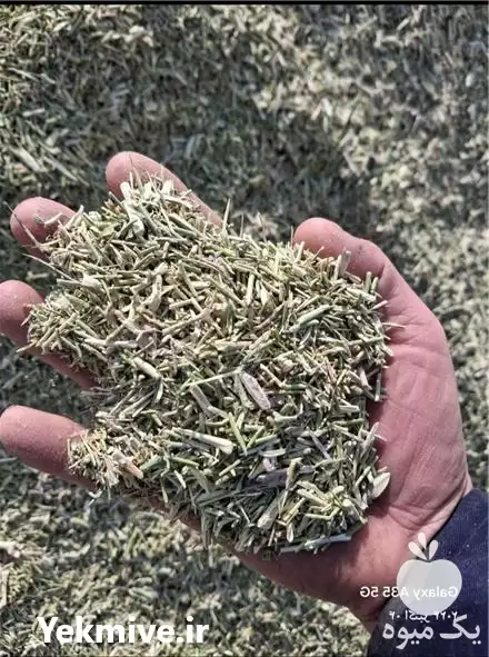 یونجه فروش خارشتر در نیشابور در گروه خوراک دام و طیور در یکمیوه -عکس1