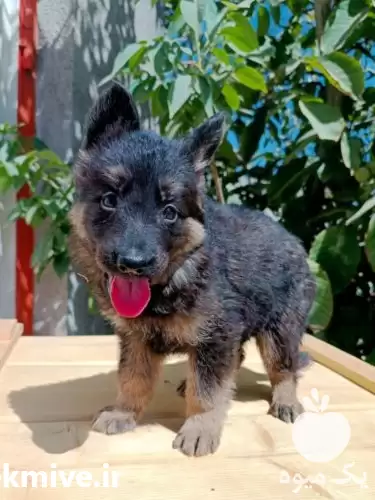 قیمت خرید توله ژرمن شولاین در مشهد در گروه سگ و گربه در یکمیوه -عکس1