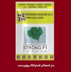 فروش بذر اسفناج استرانگ روزن سیدز در اصفهان در گروه خرید و فروش انواع بذر در یکمیوه