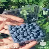 قیمت خرید نهال بلوبری بیلاکسی گلدانی در ساری در گروه خرید و فروش نهال بلوبری در یکمیوه