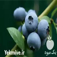 قیمت خرید نهال بلوبری سان شاین در ساری در گروه خرید و فروش نهال بلوبری در یکمیوه