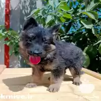 قیمت خرید توله ژرمن شولاین در مشهد در گروه سگ و گربه در یکمیوه