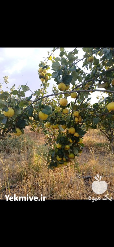 میوه فروش میوه در گروه خرید و فروش میوه به در یکمیوه -عکس1