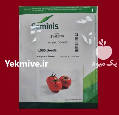 بذر گوجه SV 4224 TH سمینیس بذر گوجه در گروه خرید و فروش بذر گوجه در یکمیوه -عکس1