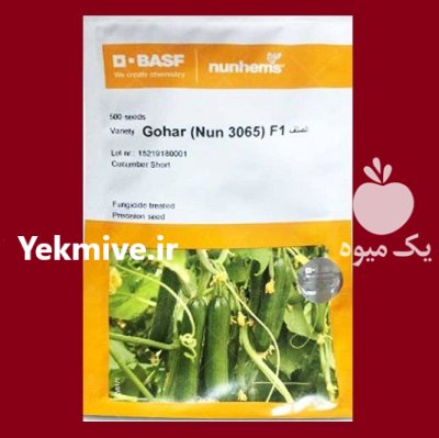فروش بذر خیار گلخانه ای پرگل در تهران در گروه خرید و فروش بذر خیار در یکمیوه -عکس1