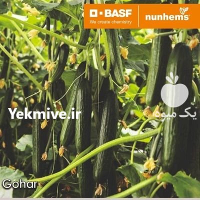 فروش بذر خیار گلخانه ای پرگل در تهران در گروه خرید و فروش بذر خیار در یکمیوه -عکس2