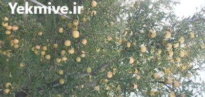 فروش سیب زرد و قرمز در مراغه در گروه خرید و فروش سیب در یکمیوه -عکس1